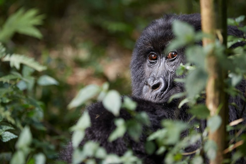 Ein Berggorilla im Kongo: Immer mehr Tierarten sind vom Aussterben bedroht.