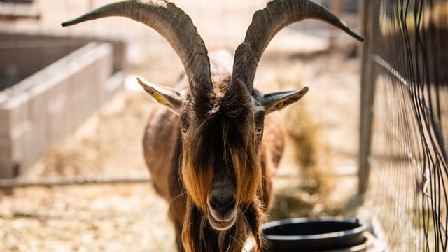Ziegenbock "Zoltan" steht in einem eigenen Gehege auf dem Grundstück in Pechgraben. Ziegenbock "Zoltan" steht in einem eigenen Gehege auf dem Grundstück in Pechgraben.