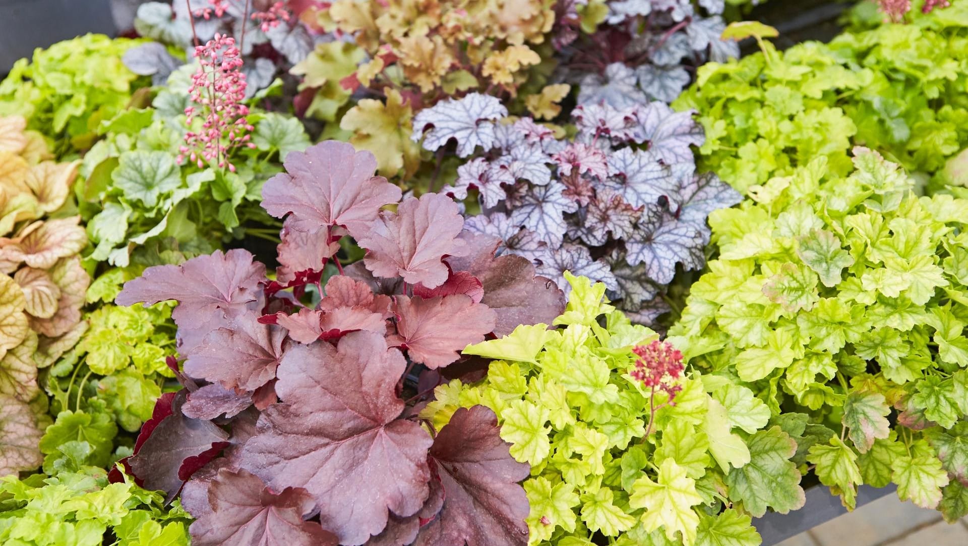 Buntgemusterte Pflanzen: Gartenbesitzer können mit Kontrasten arbeiten, beipsielsweise machen sich helle Blätter gut neben dunklem Laub.