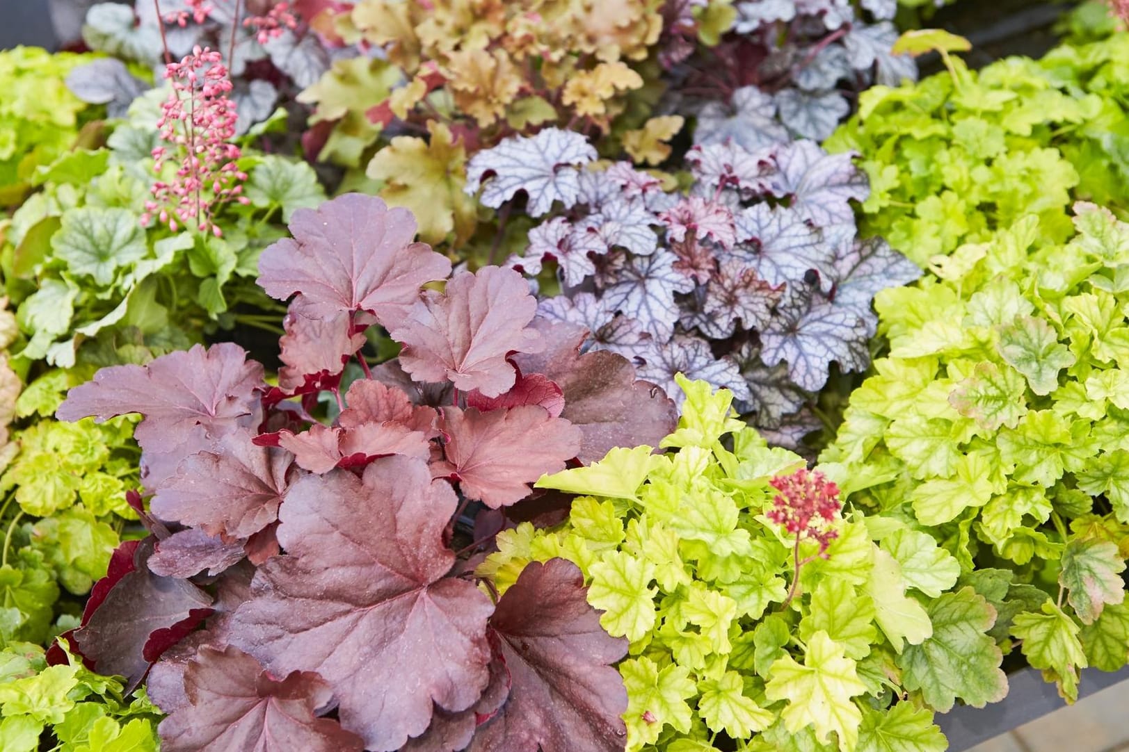 Buntgemusterte Pflanzen: Gartenbesitzer können mit Kontrasten arbeiten, beipsielsweise machen sich helle Blätter gut neben dunklem Laub.