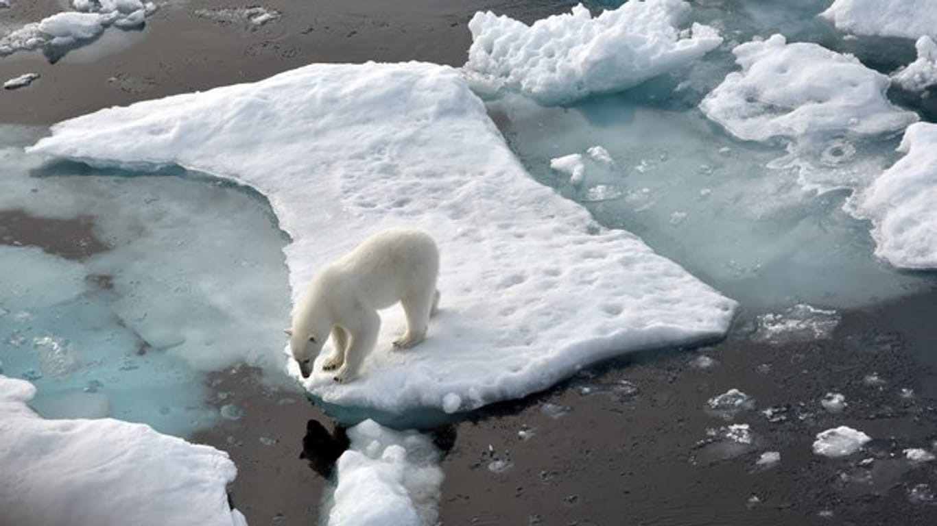 Ein Eisbär im Nordpolarmeer auf eine Eisscholle.