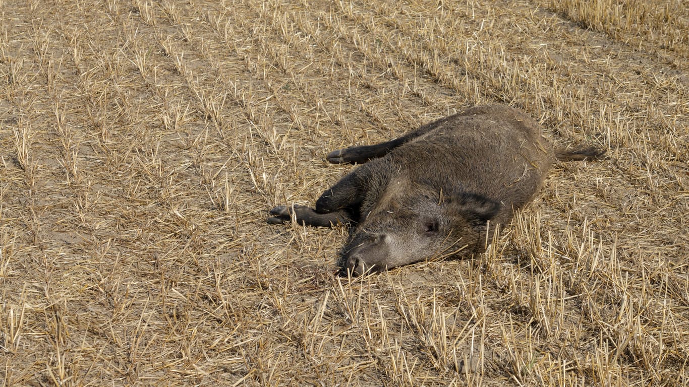 Totes Wildschwein: Erreger der hochinfektiösen Krankheit überleben monatelang.
