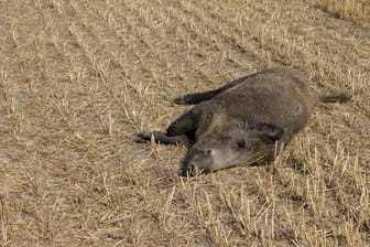 Totes Wildschwein: Erreger der hochinfektiösen Krankheit überleben monatelang.