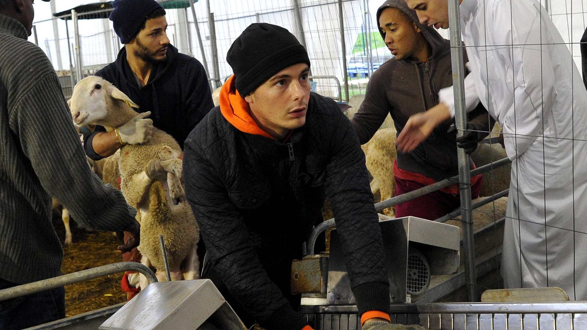 Religiöses Schlachten: Die EU-Verordnung gibt vor, Tiere nur nach Betäubung zu töten. Sie sehe aber auch Ausnahmen vor, um den religiösen Riten bestimmter Glaubensrichtungen Rechnung zu tragen.