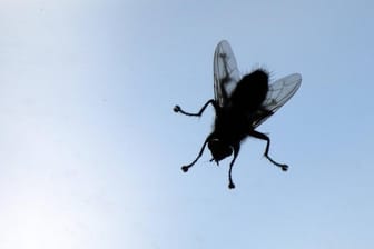 Corpus Delicti: Eine Fliege löste einen Verkehrsunfall aus.