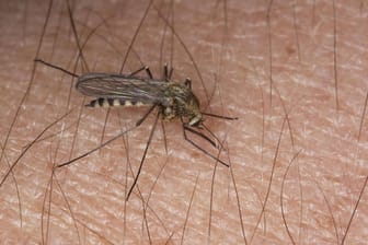 Eine Mücke sticht in menschliche Haut: In Leipzig sind sieben Menschen mit dem West-Nil-Virus infiziert.