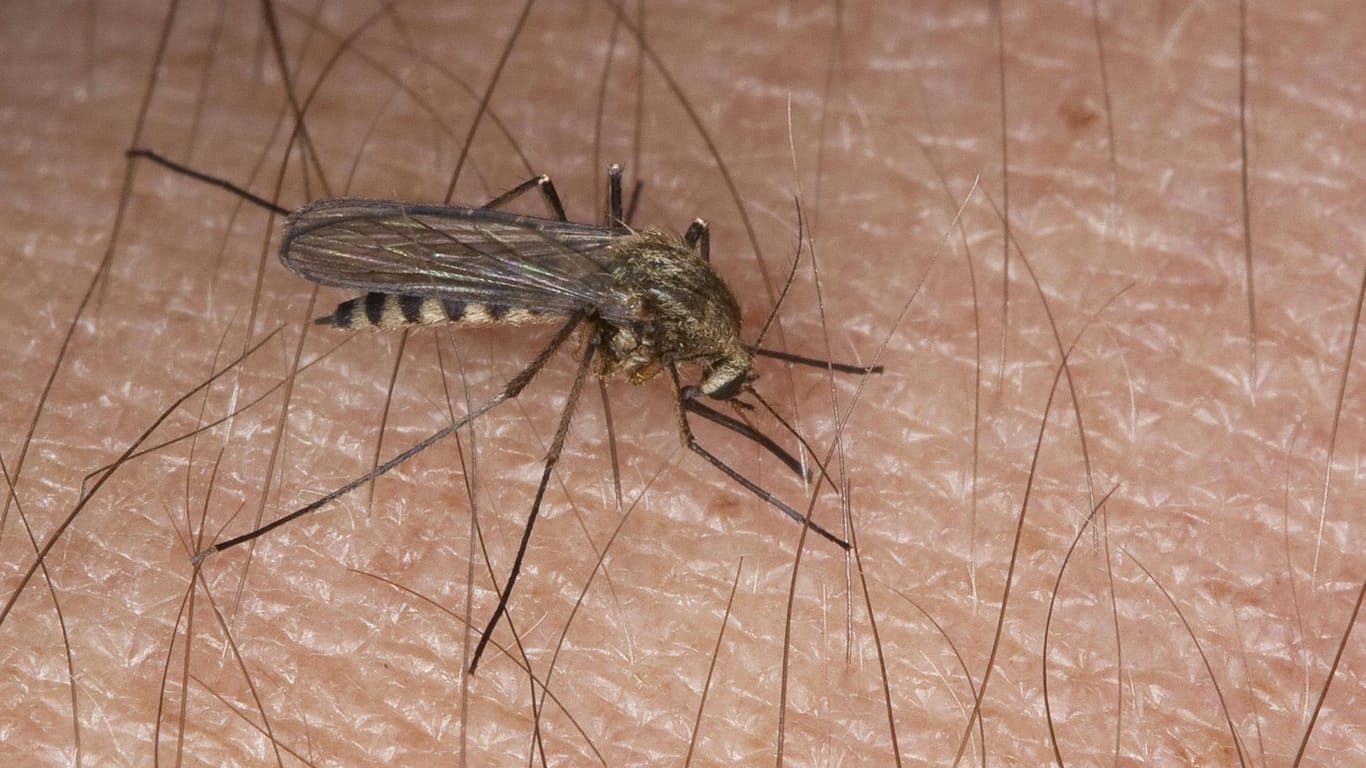 Eine Mücke sticht in menschliche Haut: In Leipzig sind sieben Menschen mit dem West-Nil-Virus infiziert.