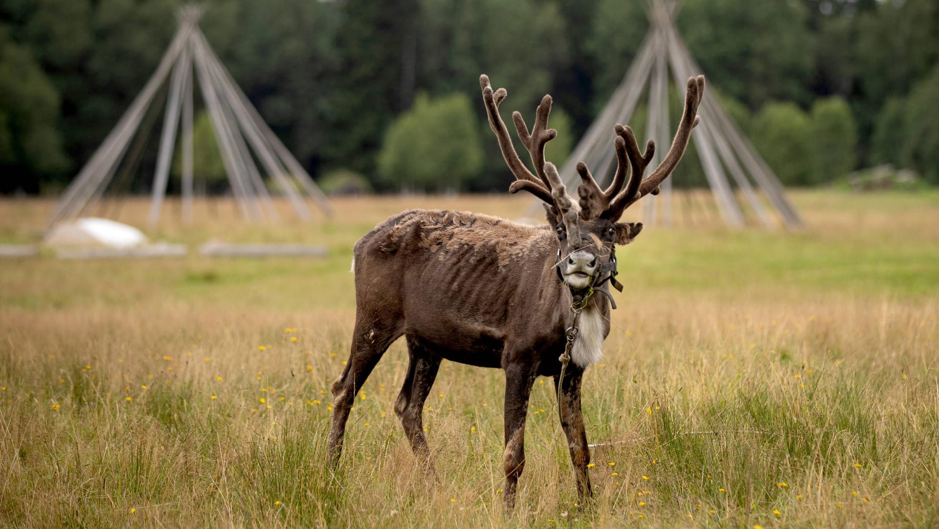 Rentier: Diesmal wurde die Infektion in einer anderen Gegend Norwegens festgestellt (Symbolbild). Rentier: Diesmal wurde die Infektion in einer anderen Gegend Norwegens festgestellt (Symbolbild).