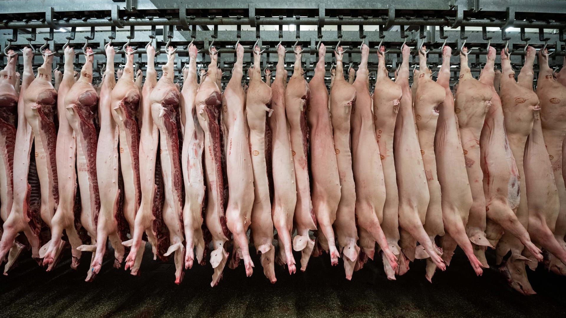 Halbierte Schweine: China hat den Import von deutschem Schweinefleisch verboten.