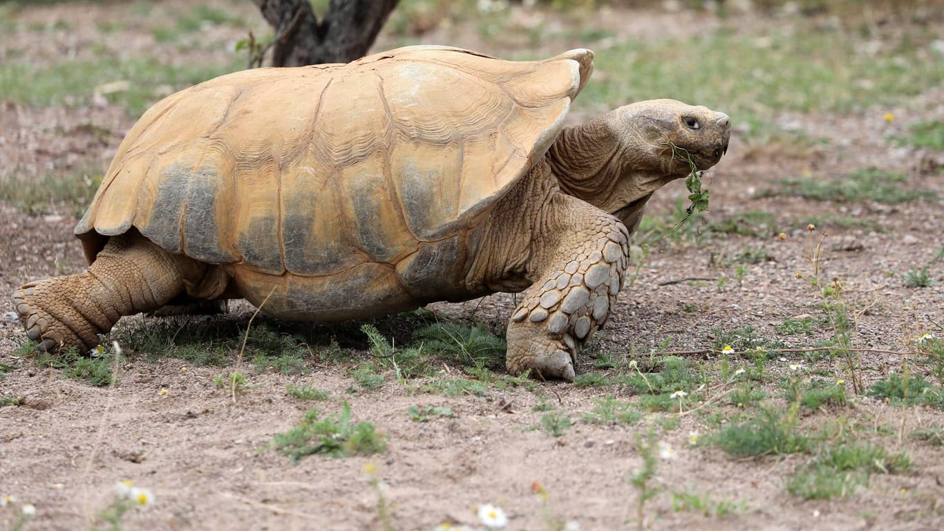 Spornschildkröte im Zoo (Symbolbild): Ein Exemplar dieser Tierart wurde in Brandenburg von der Polizei auf einer fremden Terrasse ertappt.