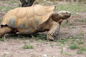 Spornschildkröte im Zoo (Symbolbild): Ein Exemplar dieser Tierart wurde in Brandenburg von der Polizei auf einer fremden Terrasse ertappt.