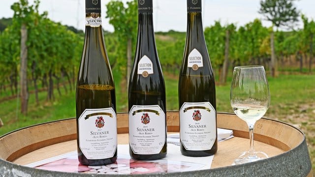 In der neuen Kollektion von "Selection Rheinhessen" ist der Silvaner mit 16 von 54 Weinen ein heimlicher Star. In der neuen Kollektion von "Selection Rheinhessen" ist der Silvaner mit 16 von 54 Weinen ein heimlicher Star.