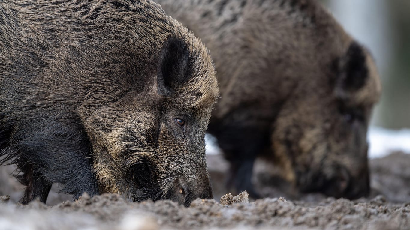 Bayern: Zwei Wildschweine im Wald. Nach dem Fund eines an der Afrikanischen Schweinepest verendeten Wildschweins in Brandenburg gehen die Experten des Versicherers Münchener und Magdeburger Agrar von weiteren infizierten Tieren aus.
