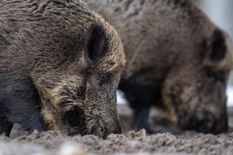 Bayern: Zwei Wildschweine im Wald. Nach dem Fund eines an der Afrikanischen Schweinepest verendeten Wildschweins in Brandenburg gehen die Experten des Versicherers Münchener und Magdeburger Agrar von weiteren infizierten Tieren aus.