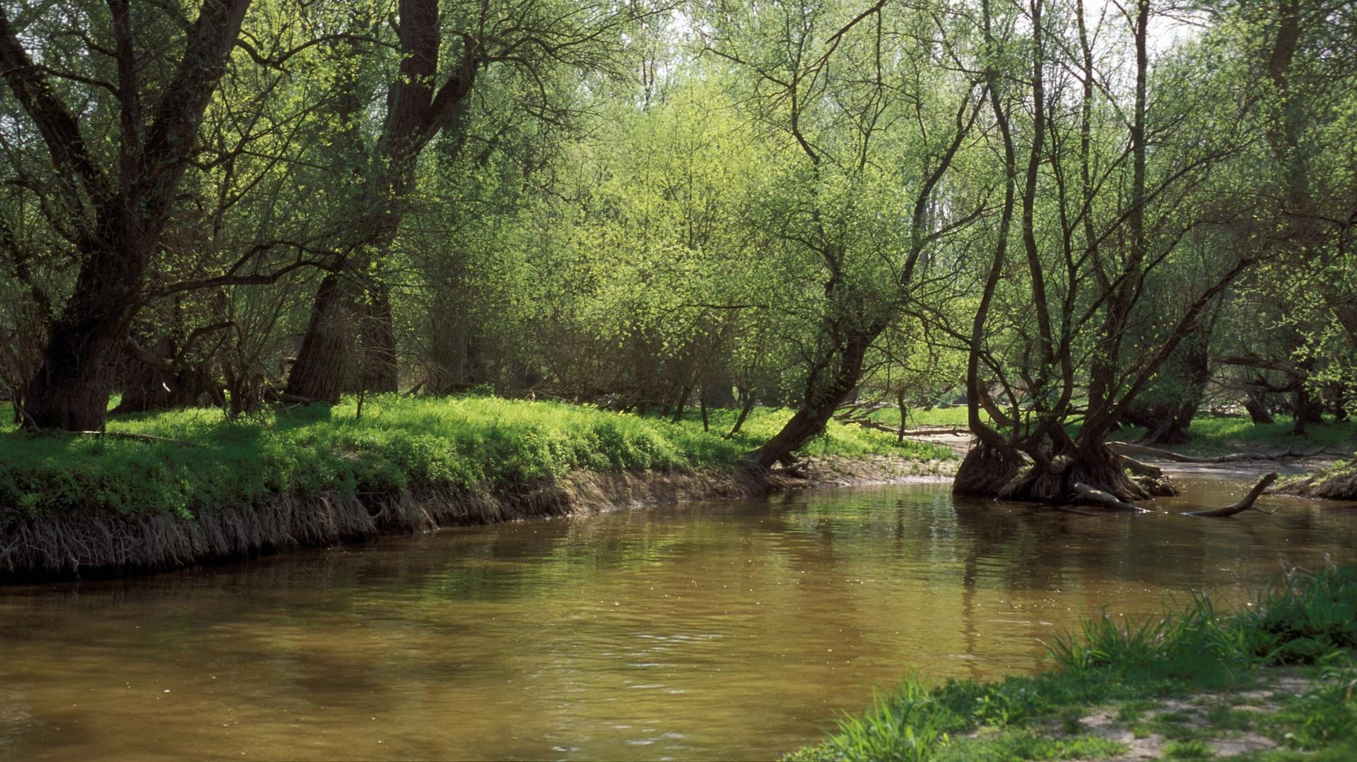 Rheinauen bei Karlsruhe (Archivbild): Der Landkreis Karlsruhe appelliert an die Bürger, kein Wasser aus Bächen zu entnehmen.