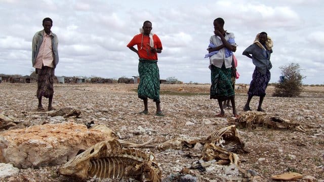 Somalische Hirten, die ihren gesamten Viehbestand wegen anhaltender Trockenheit verloren haben, stehen neben den Kadavern der Tiere. Somalische Hirten, die ihren gesamten Viehbestand wegen anhaltender Trockenheit verloren haben, stehen neben den Kadavern der Tiere.