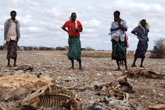 Somalische Hirten, die ihren gesamten Viehbestand wegen anhaltender Trockenheit verloren haben, stehen neben den Kadavern der Tiere.