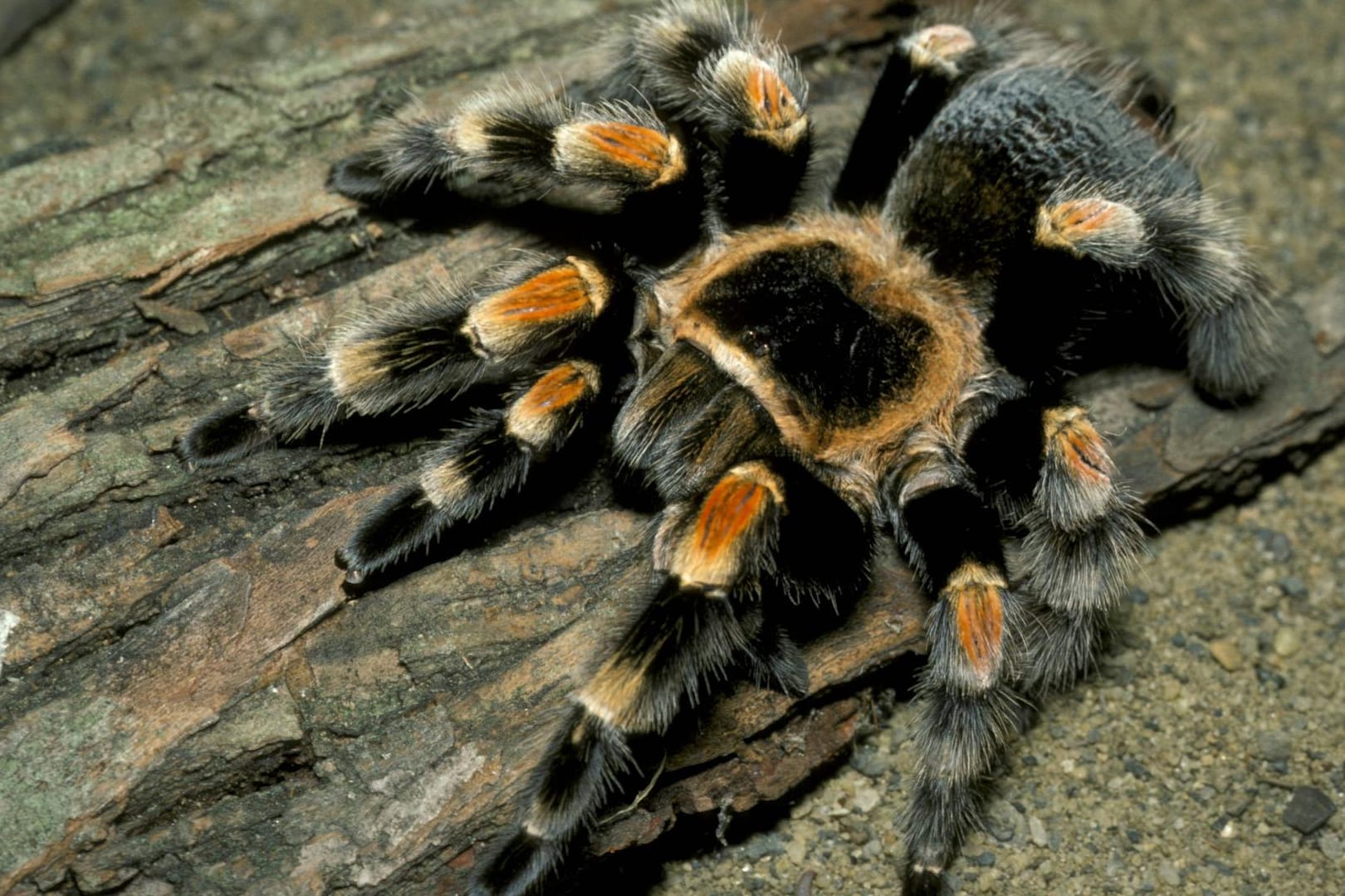 Mexikanische Rotknie-Vogelspinne: Das Tier löste einen Polizeieinsatz aus. (Symbolbild)