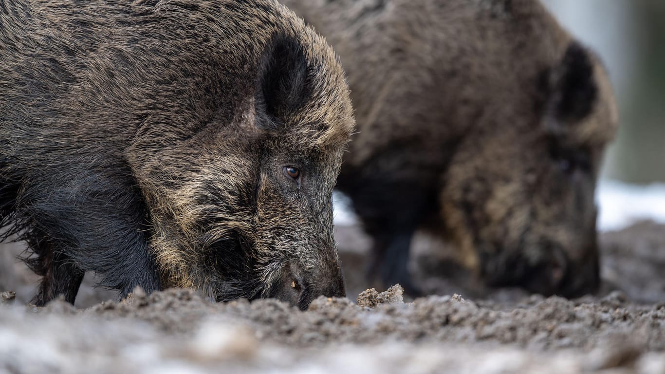 Wildschweine: Erneut sind Tiere in Brandenburg positiv auf die Schweinepest getestet worden.