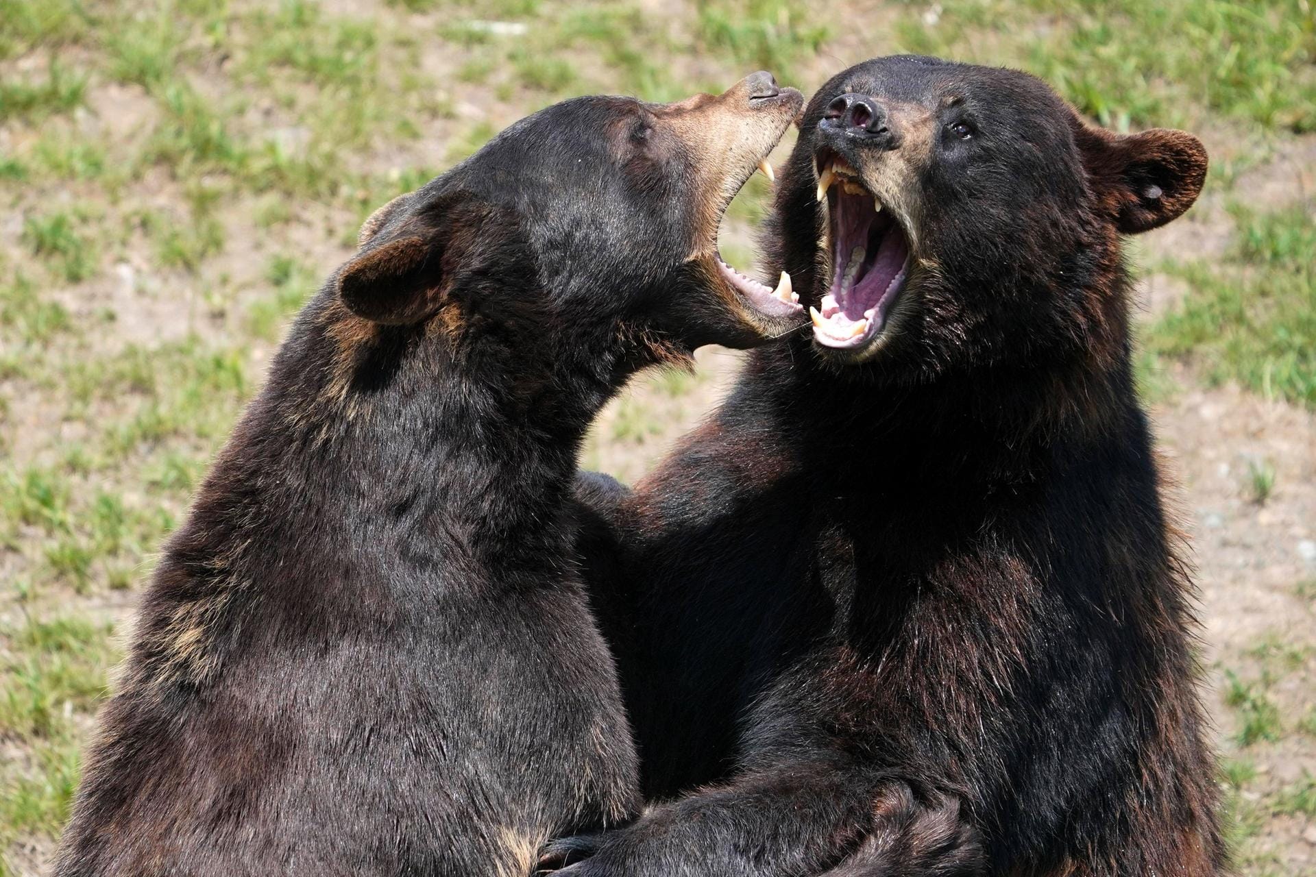 USA: Zwei Schwarzbären kämpfen miteinander. Die Tiere können dem Menschen gefährlich werden.