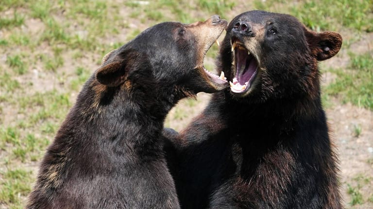 USA: Zwei Schwarzbären kämpfen miteinander. Die Tiere können dem Menschen gefährlich werden.