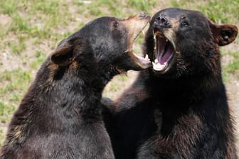 USA: Zwei Schwarzbären kämpfen miteinander. Die Tiere können dem Menschen gefährlich werden.