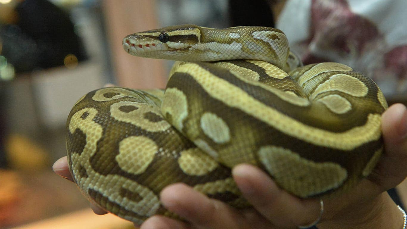 Eine Python (Symbolbild): In Großbritannien hat ein Mann eine Schlange als Mund-Nasen-Schutz in einem Bus getragen.