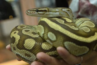 Eine Python (Symbolbild): In Großbritannien hat ein Mann eine Schlange als Mund-Nasen-Schutz in einem Bus getragen.