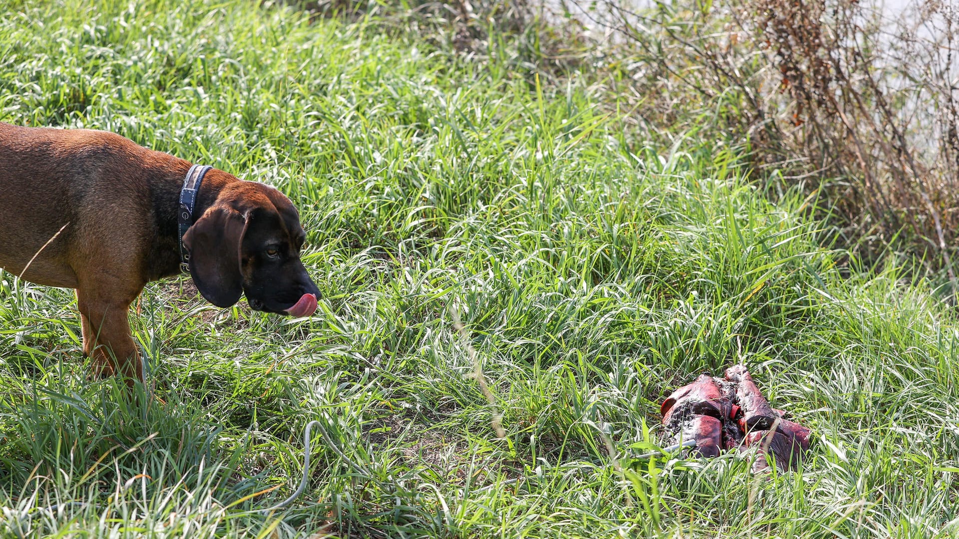 Thüringen, Schönewerda: Jagdhund Bruno schnuppert an einem Köder aus Rinderlunge am Ufer der Unstrut.