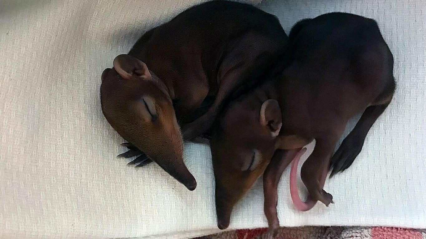 Zwei Rotschulter Rüsselhündchen schlafen nebeneinander: Im Leipziger Zoo hat es zum ersten Mal in Deutschland Zuchterfolge bei der Tierart gegeben.