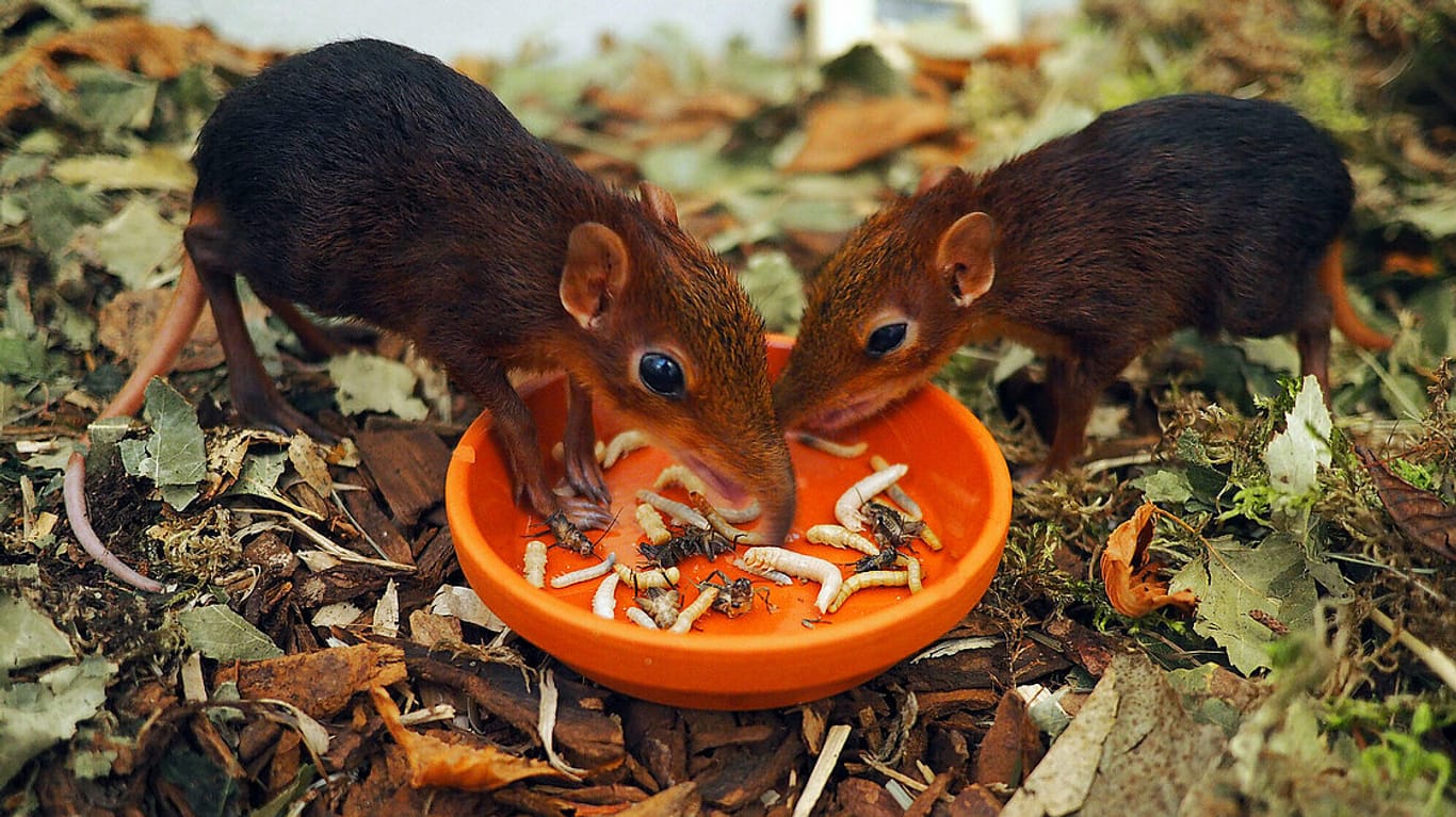 Zwei Rotschulter Rüsselhündchen fressen: Im Leipziger Zoo gibt es gleich doppelten Nachwuchs der Rüsselhündchen.