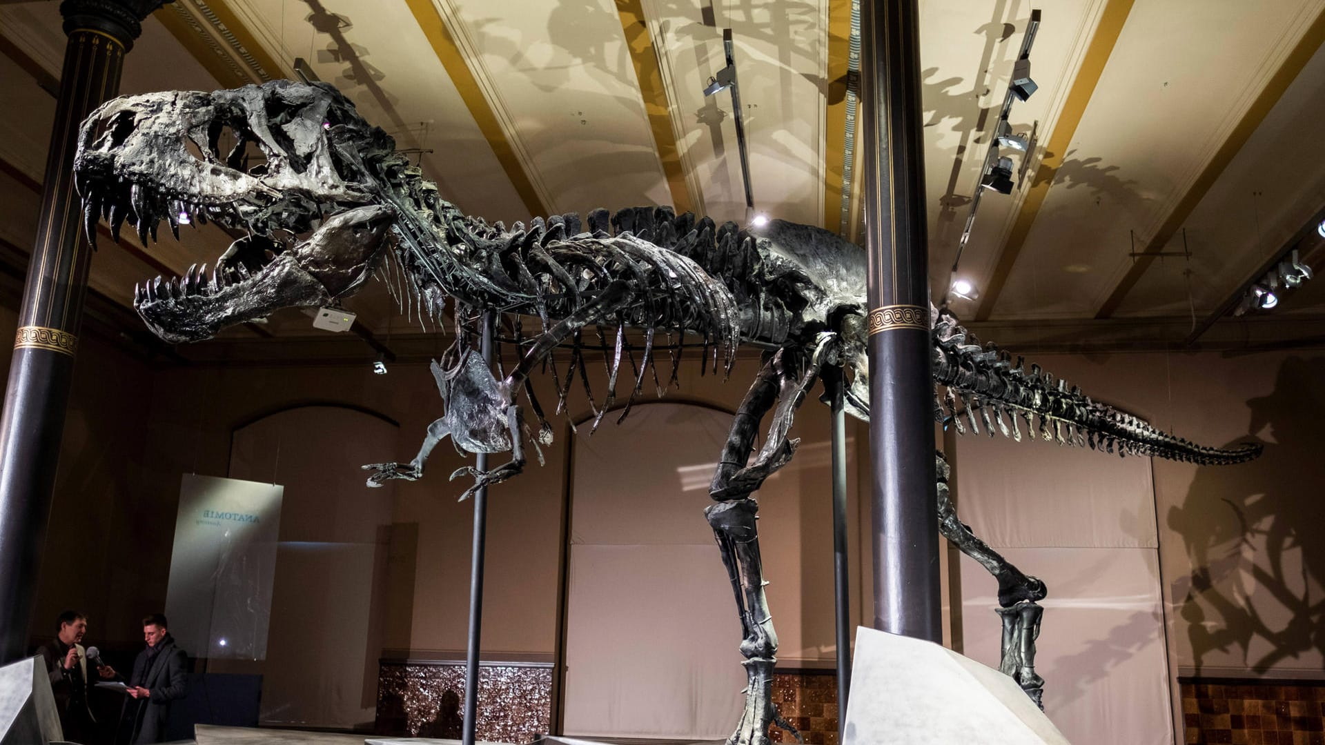Tyrannosaurus rex: Ein Skelett des Dinosauriers wird in New York versteigert. (Symbolbild) Tyrannosaurus rex: Ein Skelett des Dinosauriers wird in New York versteigert. (Symbolbild)