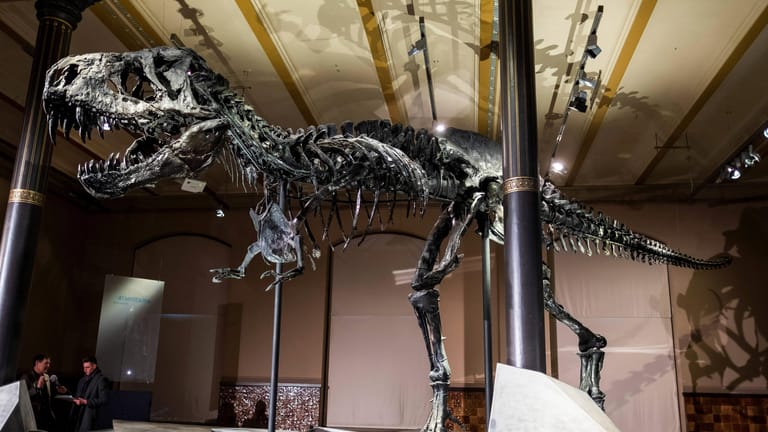 Tyrannosaurus rex: Ein Skelett des Dinosauriers wird in New York versteigert. (Symbolbild)
