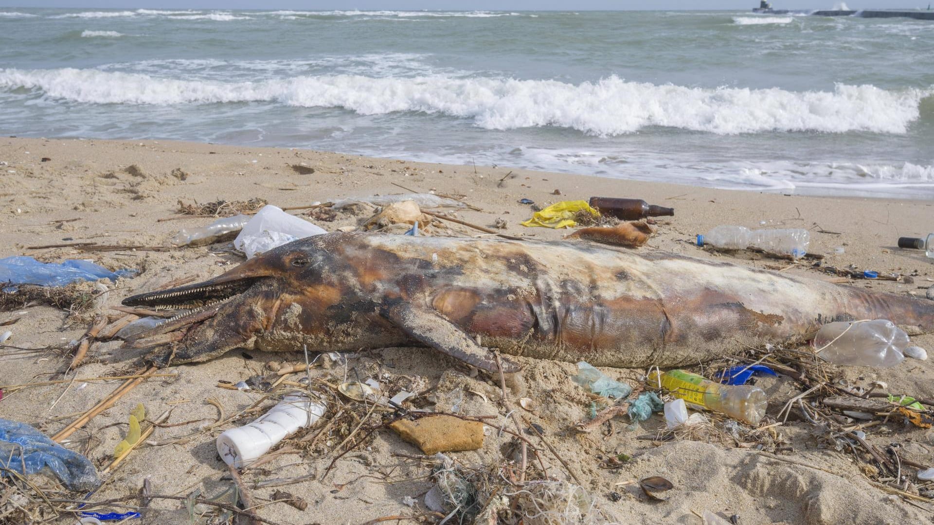 Verendeter Delfin an einem Schwarzmeerstrand.