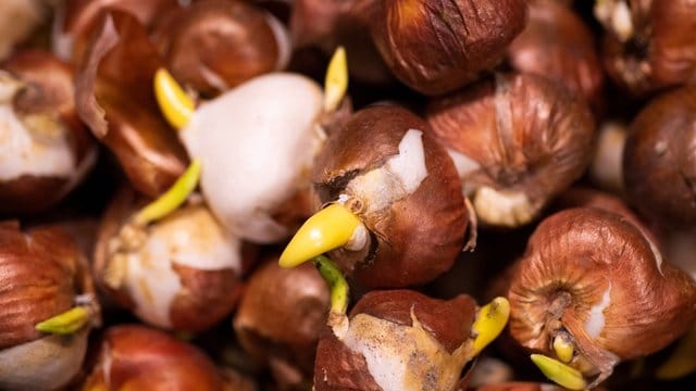 Frühblühende Zwiebelblumen: Krokus, Tulpe und Narzisse werden am besten schon jetzt gepflanzt – dann blüht der Garten im nächsten Jahr üppig.