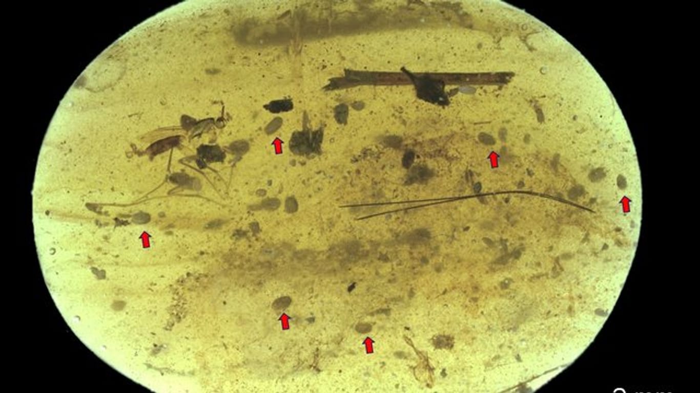 In diesem kleinen Stück Bernstein aus der Kreidezeit haben Forscher in einem winzigen Krebsweibchen Riesenspermien entdeckt.