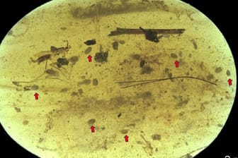 In diesem kleinen Stück Bernstein aus der Kreidezeit haben Forscher in einem winzigen Krebsweibchen Riesenspermien entdeckt.
