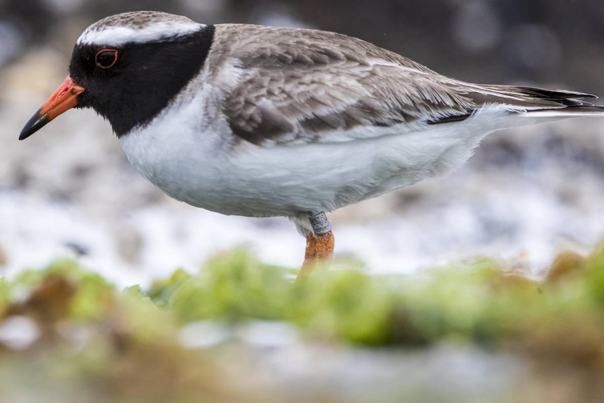 Chathamregenpfeifer: Der seltene Vogel ist trotz aller Bemühungen fast ausgestorben.