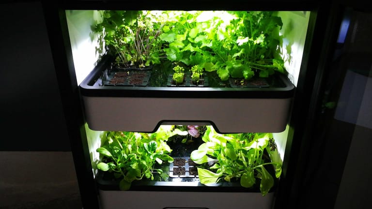 Blick in den Kräutergewächsschrank: Um die Pflanzen kümmern sich moderne Sensoren und eine Bewässerungs- und Temperaturautomatik.