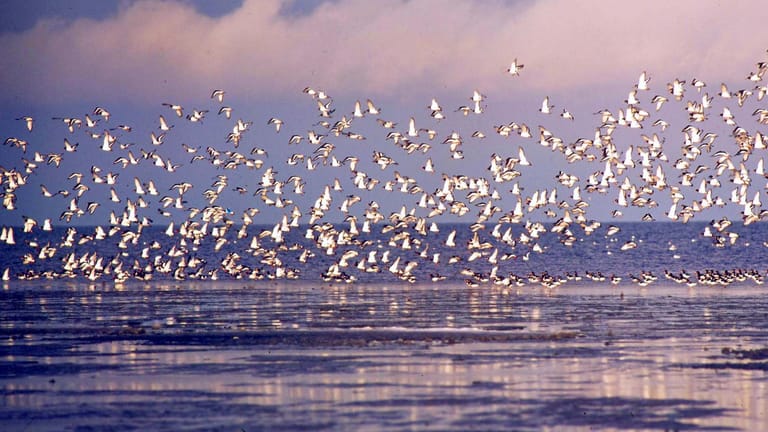 Vogelschwarm: Im Nationalpark Niedersächsisches Wattenmeer sind ebenfalls Tausende Vögel zu sehen.
