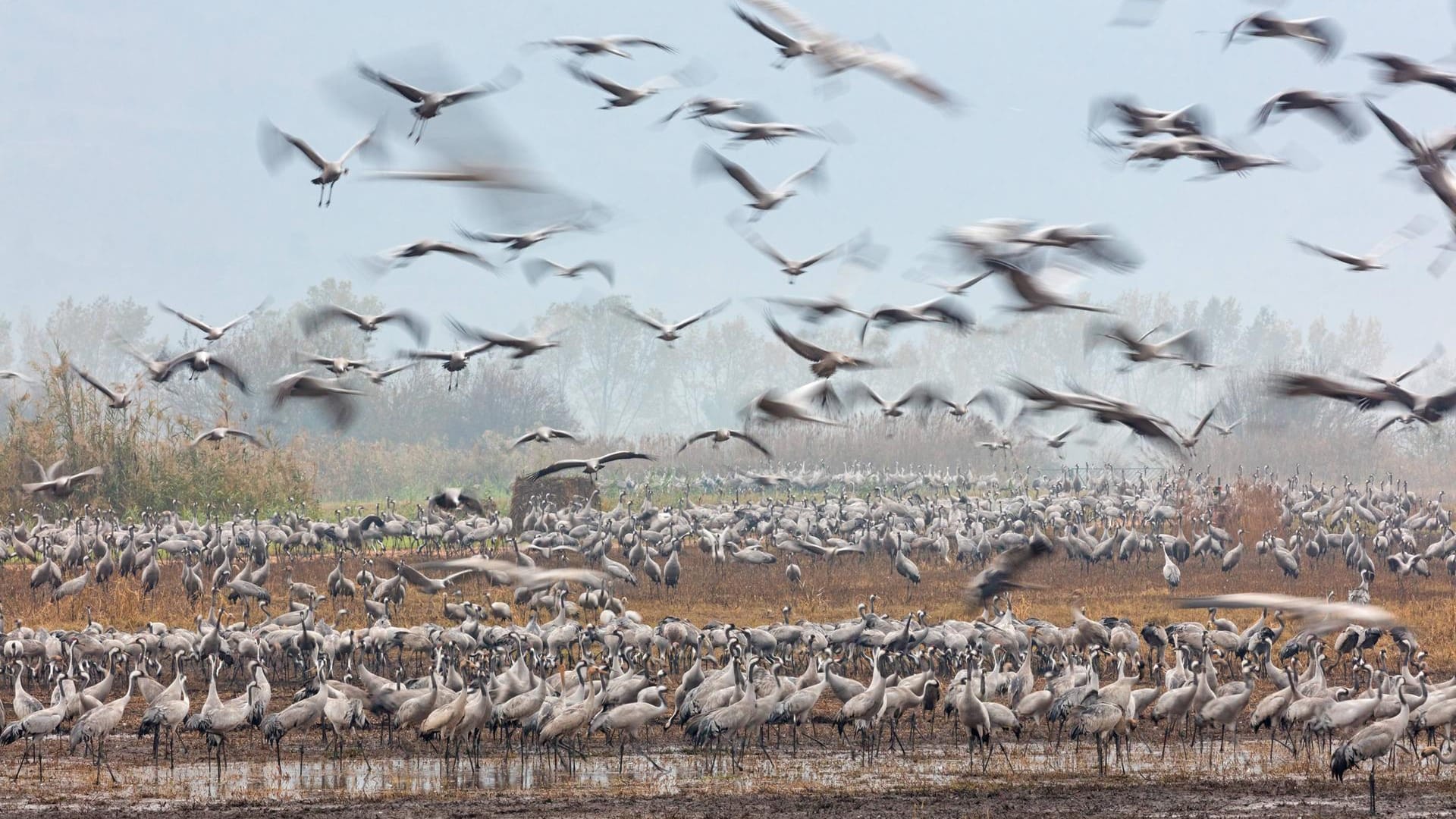 Kraniche: Sie machen in großen Vogelschwärmen Rast.