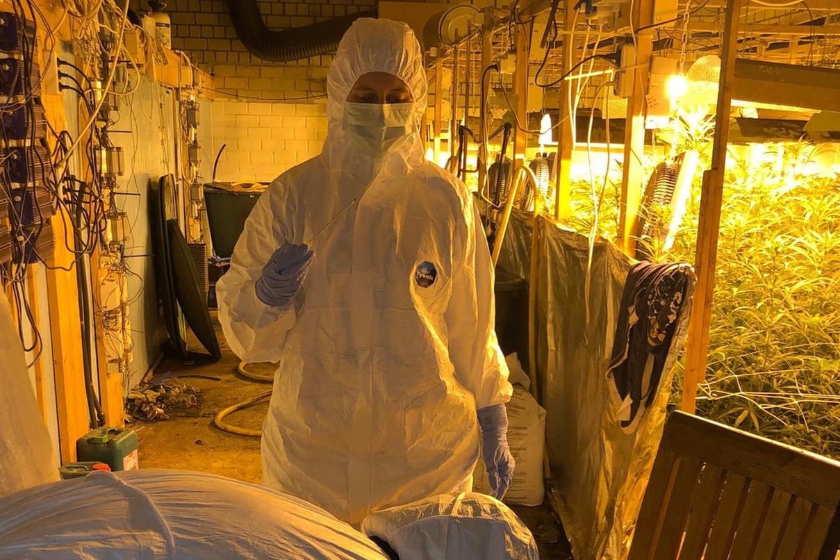 Polizisten in Schutzauszügen in der Cannabis-Plantage bei Nordhorn, Niedersachsen: Etwa 4.000 Pflanzen wurden sichergestellt.