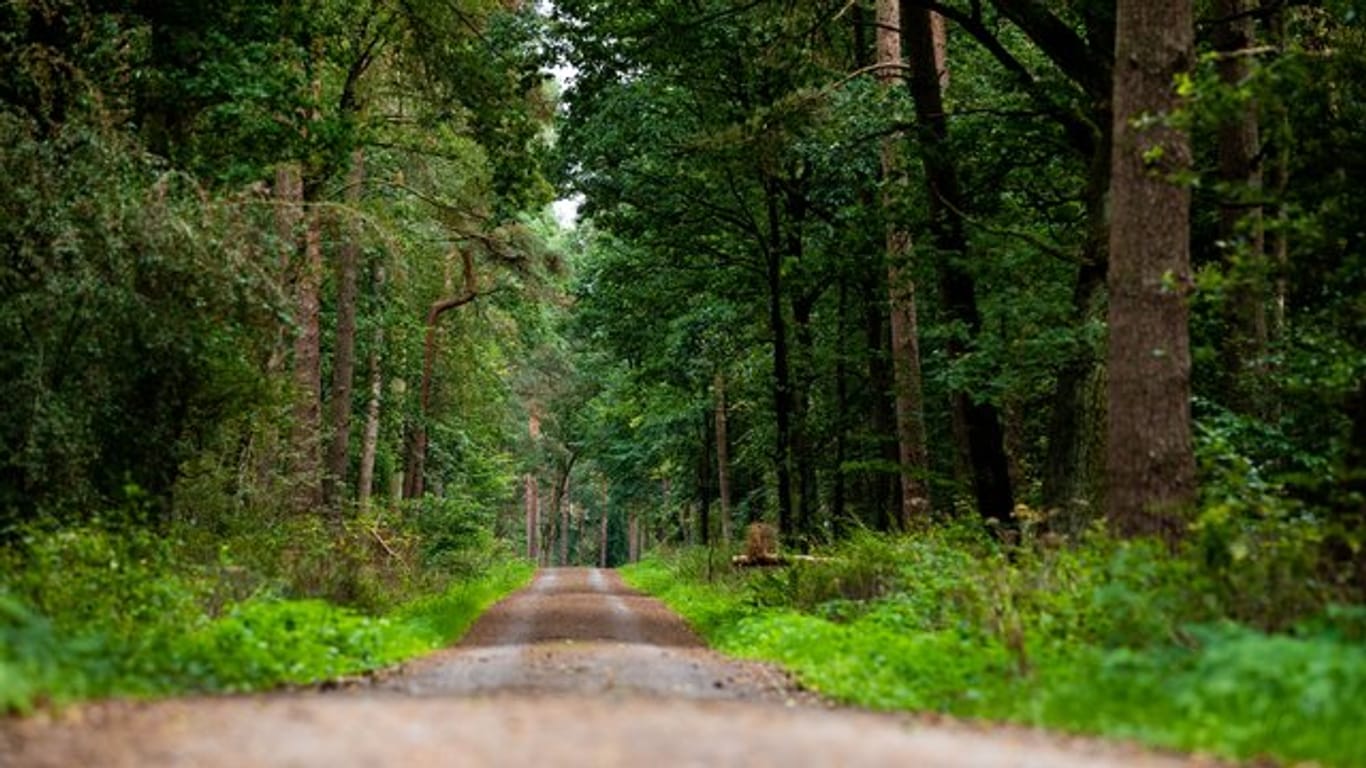 Ein Waldweg verläuft durch das Burgdorfer Holz