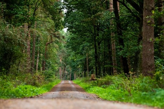 Ein Waldweg verläuft durch das Burgdorfer Holz