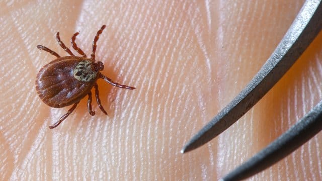 Das Tückische an der FSME-Krankheit: Erste Anzeichen zeigen sich erst zwei bis drei Wochen nach dem Stich einer Zecke. Das Tückische an der FSME-Krankheit: Erste Anzeichen zeigen sich erst zwei bis drei Wochen nach dem Stich einer Zecke.
