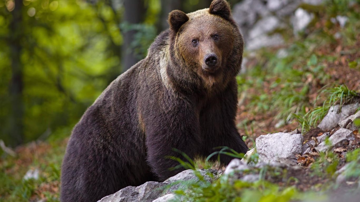 Bär in Russland: Das Tier hatte die Frau beim Beerensammeln überrascht (Symbolbild).