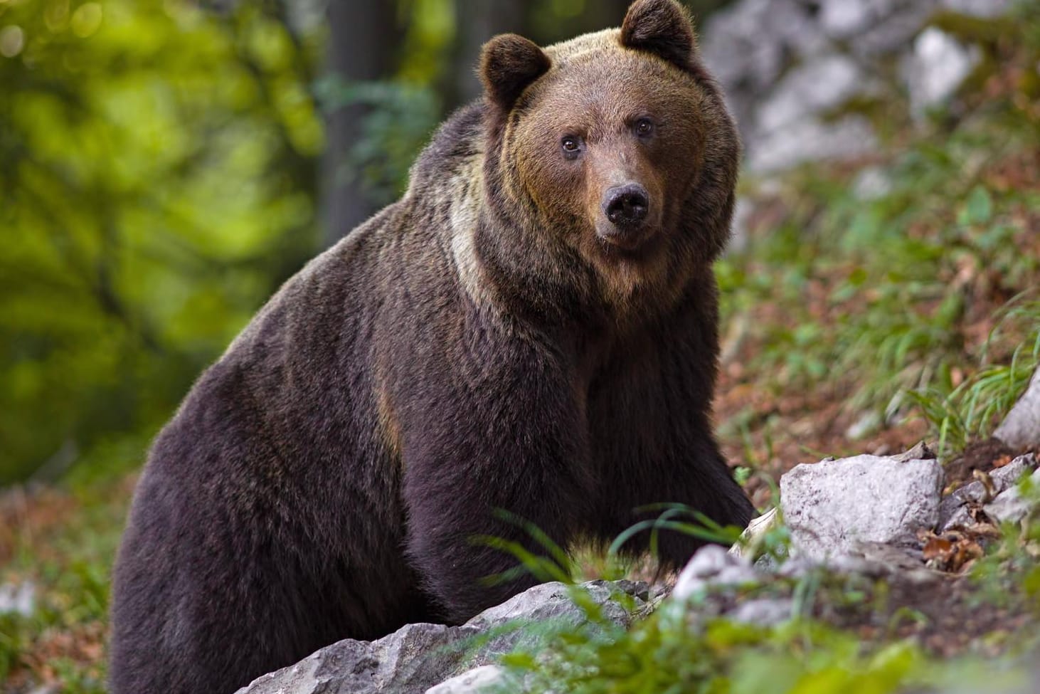 Bär in Russland: Das Tier hatte die Frau beim Beerensammeln überrascht (Symbolbild).