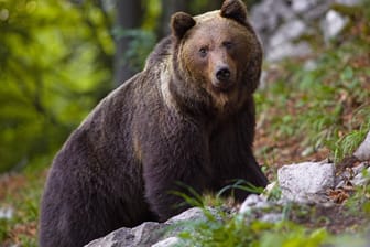 Bär in Russland: Das Tier hatte die Frau beim Beerensammeln überrascht (Symbolbild).