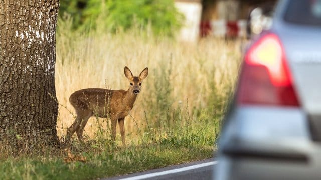 Rehkitz am Straßenrand: So eine vermeintliche Herbstidylle kann für Autofahrer und Tiere immer eine tödliche Gefahr bedeuten.