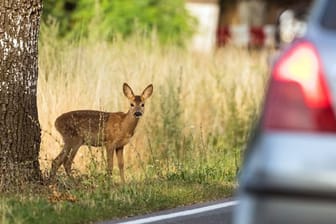 Rehkitz am Straßenrand: So eine vermeintliche Herbstidylle kann für Autofahrer und Tiere immer eine tödliche Gefahr bedeuten.